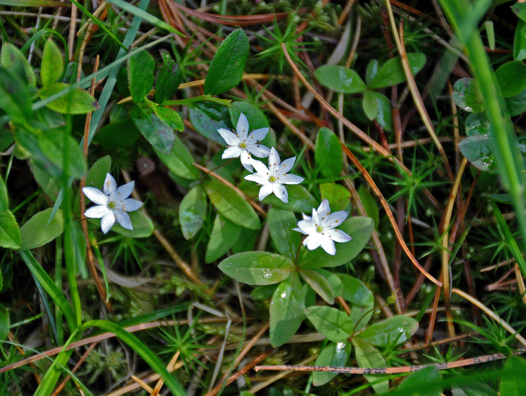 Изображение особи Trientalis europaea.