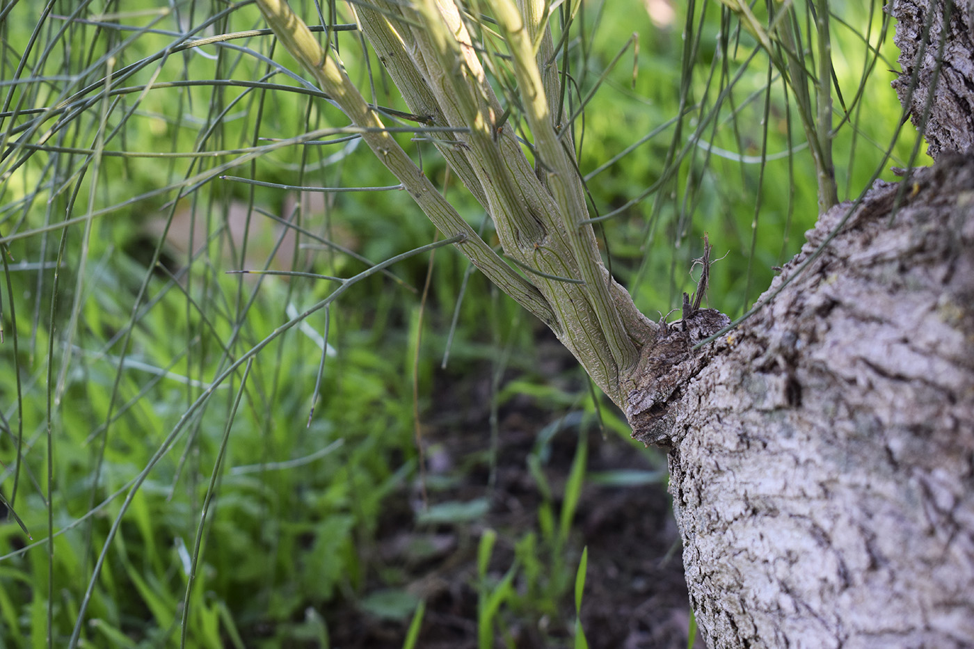 Изображение особи Retama monosperma.