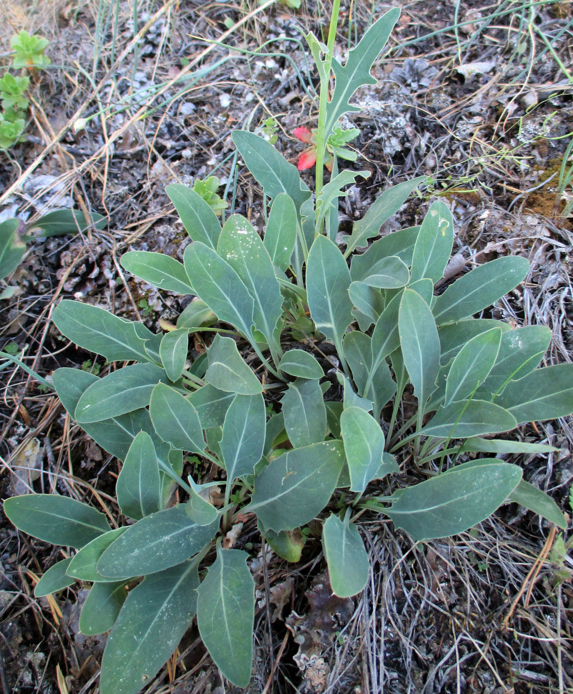 Image of Klasea marginata specimen.