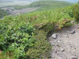 Ledum decumbens. Плодоносящие растения. Камчатский край, Елизовский район, природный парк \"Вулканы Камчатки\", кустарниковая тундра юго-восточного склона горы Медвежьей, Авачинский перевал, , 800 м н.у.м., 01.08.2009.года.