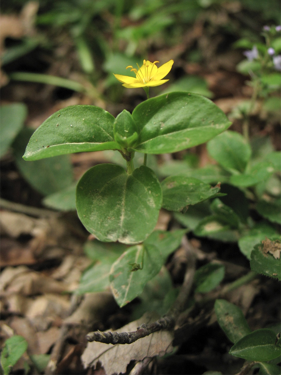 Изображение особи Lysimachia nemorum.