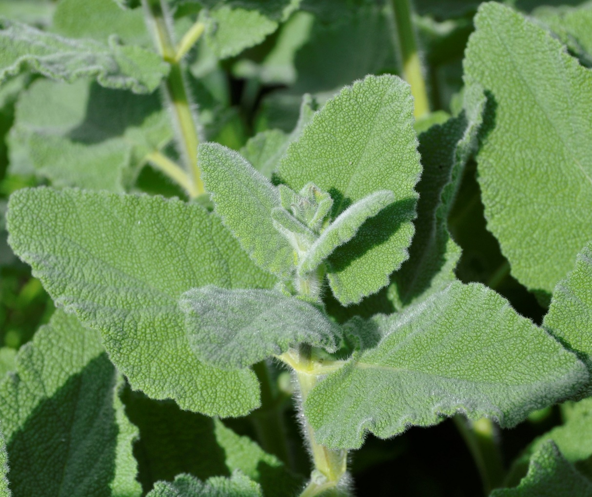 Изображение особи Salvia dominica.