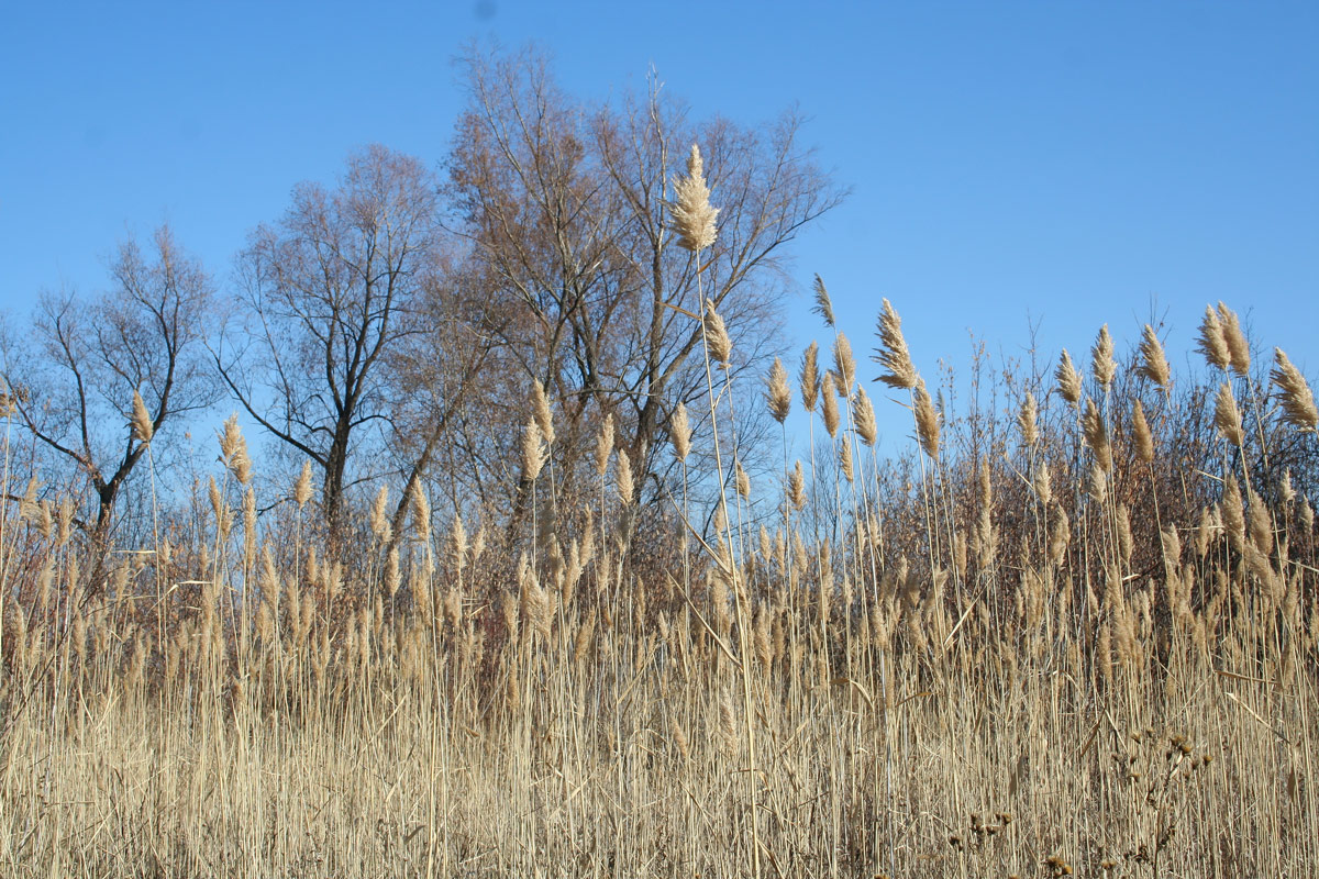 Изображение особи Phragmites australis.