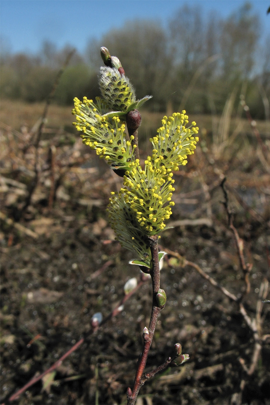 Изображение особи Salix repens.