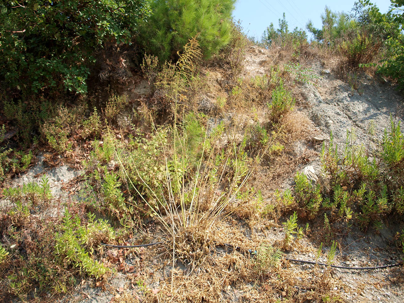 Image of Datisca cannabina specimen.