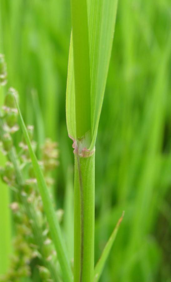 Image of Alopecurus arundinaceus specimen.