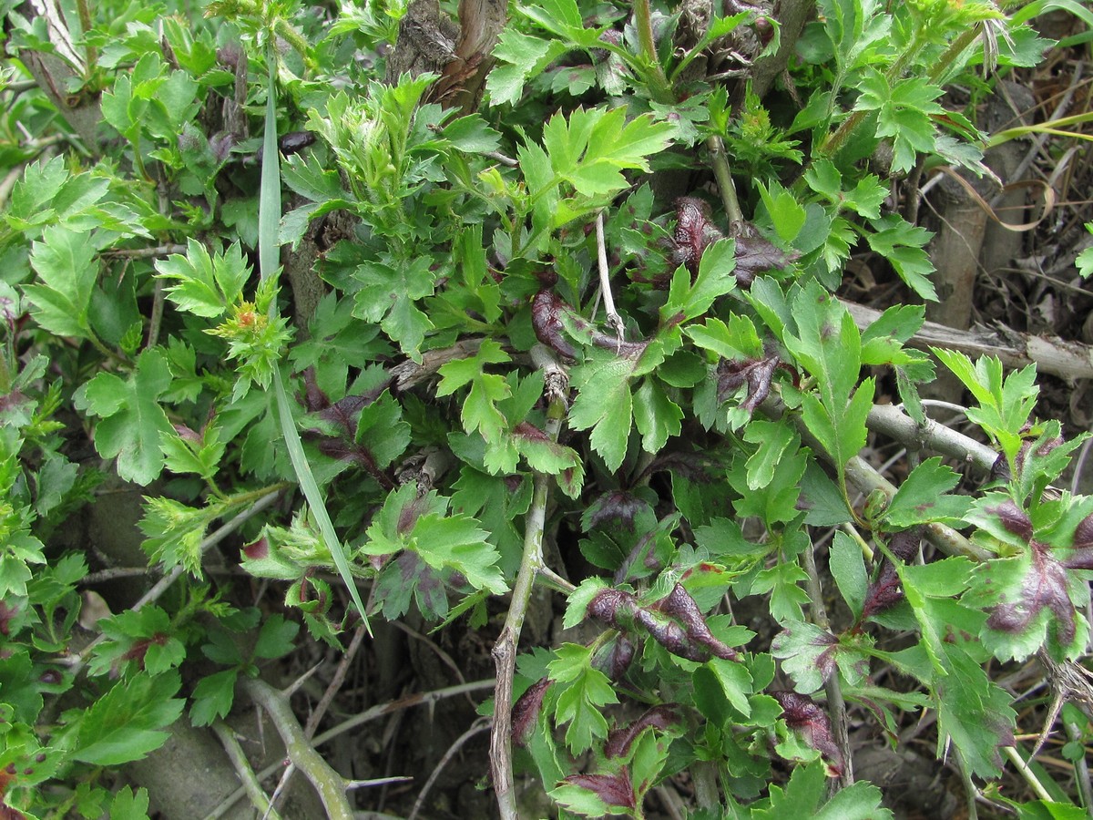 Image of Crataegus pallasii specimen.