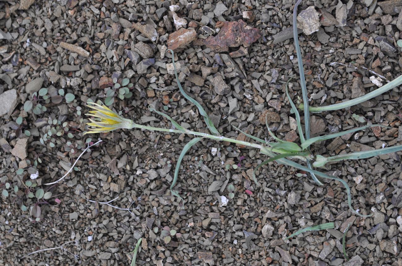 Image of genus Tragopogon specimen.