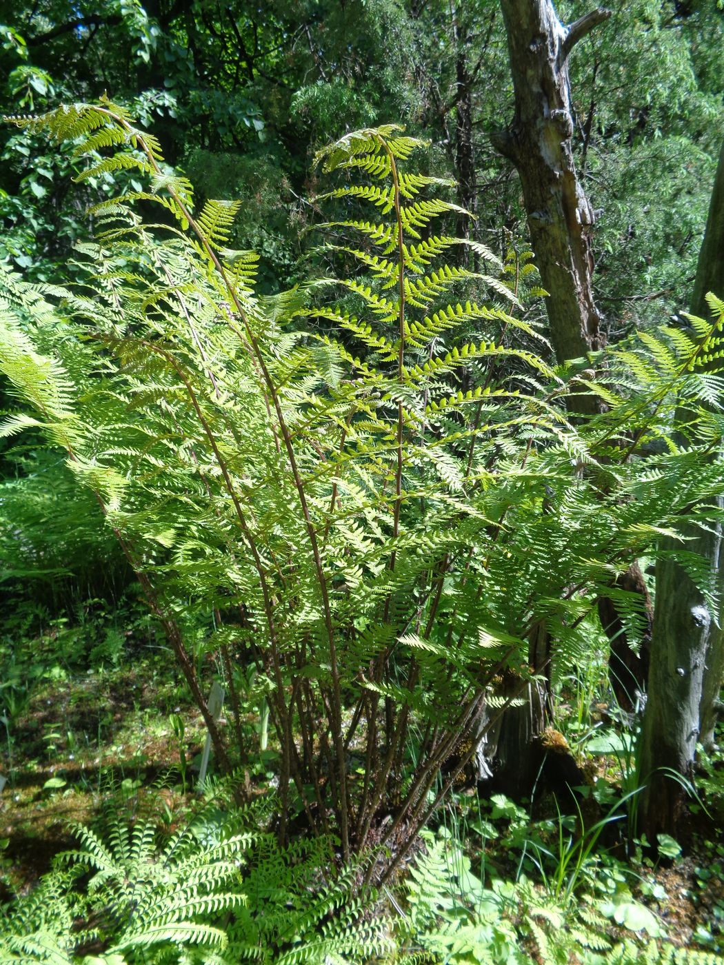 Изображение особи род Athyrium.