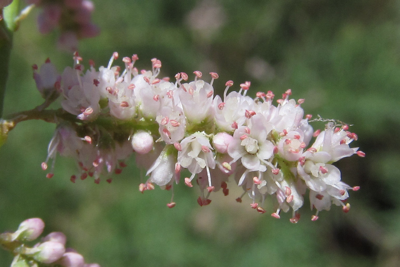 Image of Tamarix ramosissima specimen.