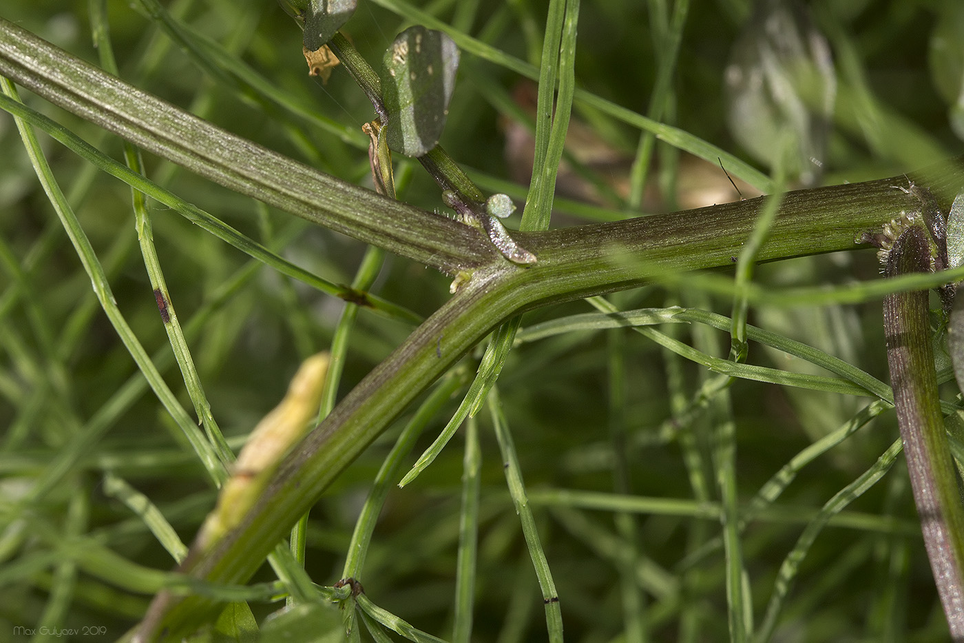 Image of Nasturtium officinale specimen.