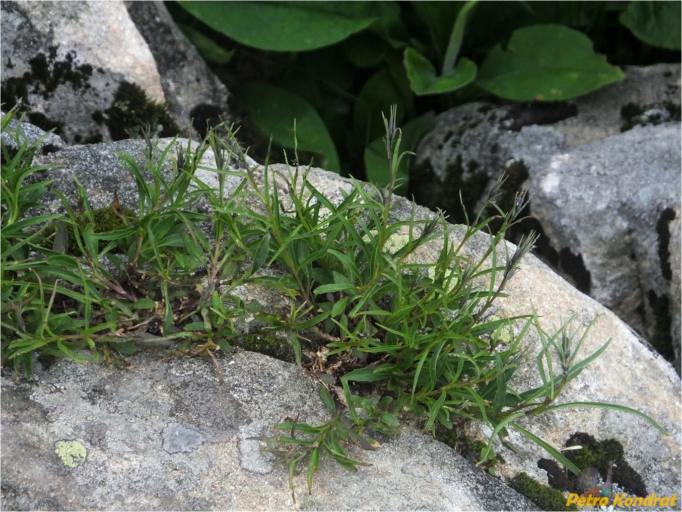 Изображение особи Campanula polymorpha.