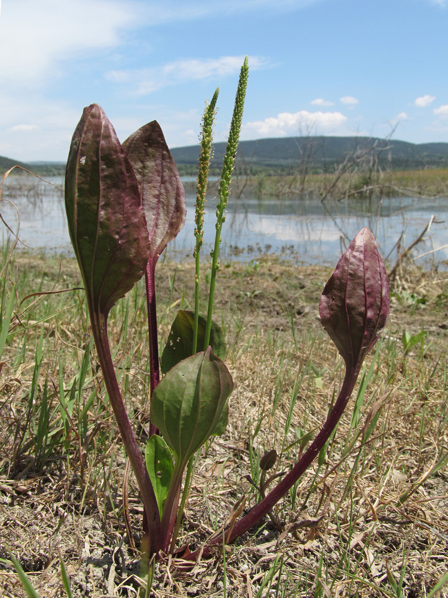 Изображение особи Plantago major.