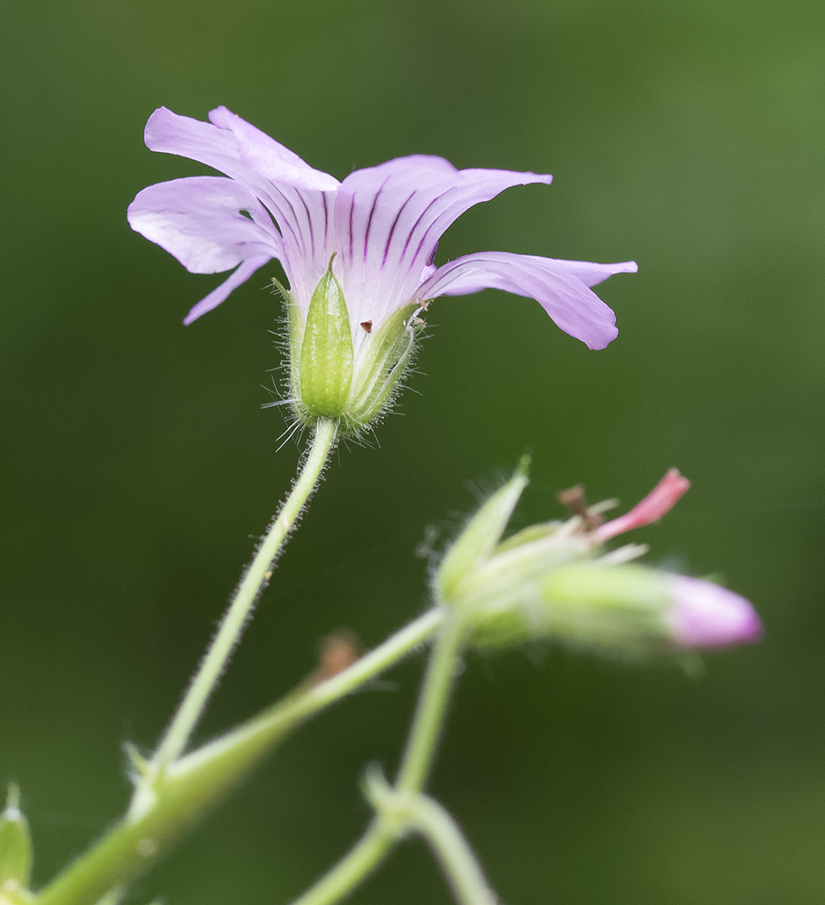 Image of Geranium gracile specimen.