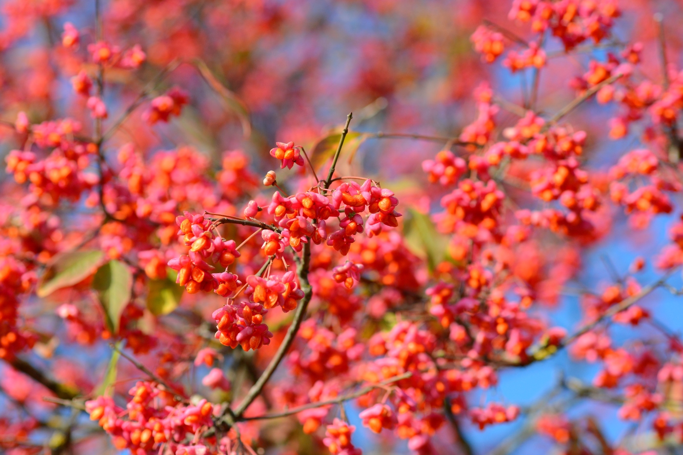 Image of Euonymus europaeus specimen.