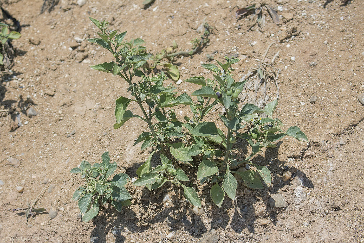 Изображение особи Solanum nigrum.