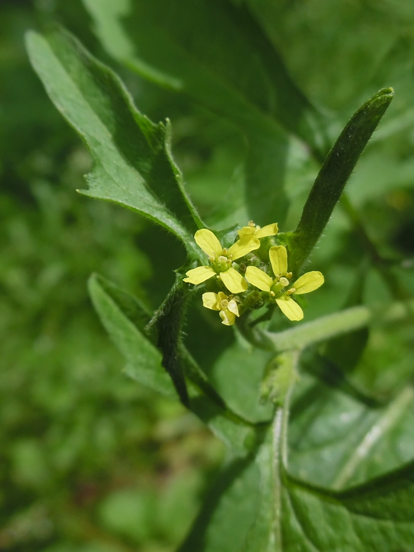 Изображение особи Sisymbrium officinale.