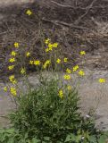 Diplotaxis tenuifolia. Цветущее растение. Краснодарский край, ГО Анапа, ст. Благовещенская, берег Витязевского лимана, на бетонных плитах дамбы. 04.08.2019.