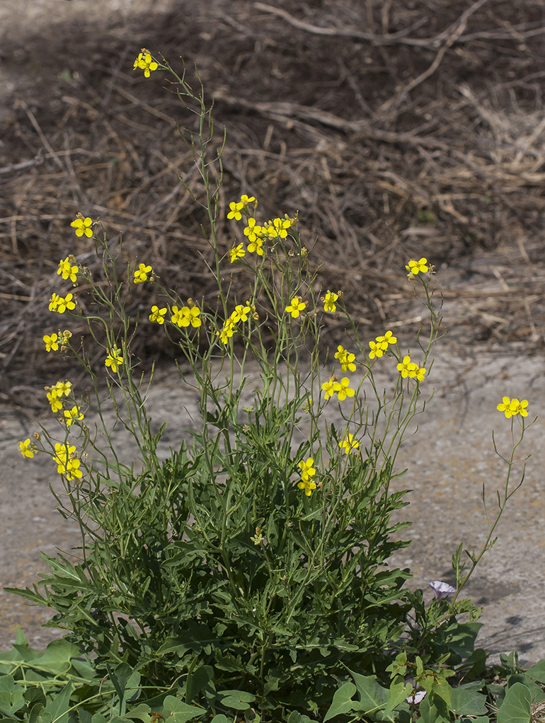 Image of Diplotaxis tenuifolia specimen.