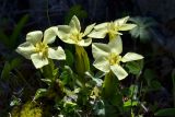 Gentiana oschtenica