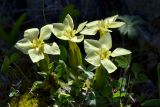 Gentiana oschtenica. Цветущие растения. Краснодарский край, Мостовский р-н, окр. пос. Кировский, западный край хр. Малый Бамбак (в р-не горы Шапка), 1730 м н.у.м., субальпийский луг. 21.05.2019.