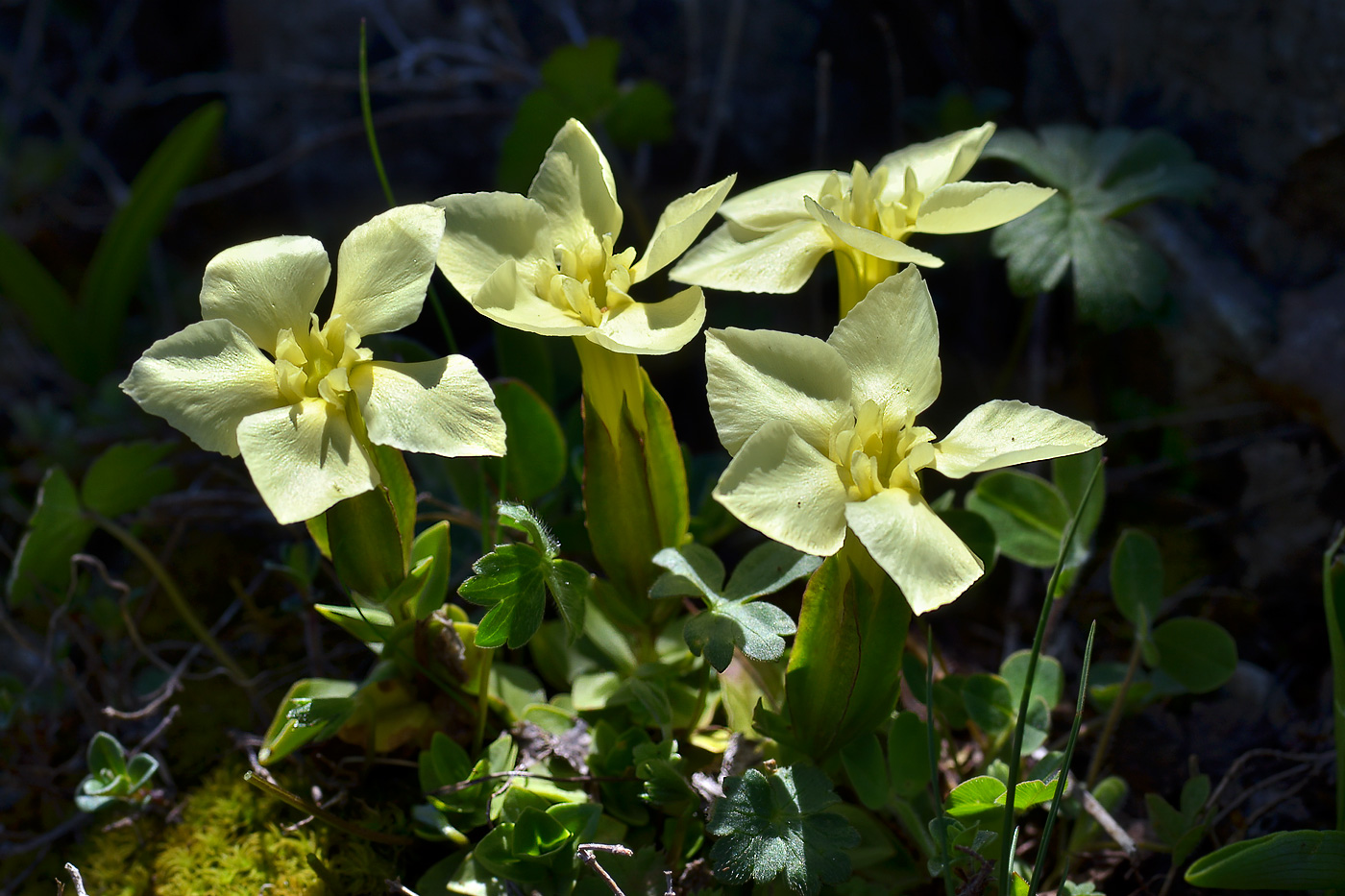 Image of Gentiana oschtenica specimen.