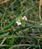 Euphrasia syreitschikovii. Цветущее растение. Башкирия, Белорецкий р-н, гора Большой Иремель, ≈ 1500 м н.у.м., субальпийский луг. 30.07.2019.