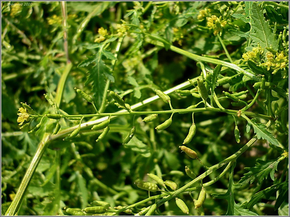 Image of Rorippa palustris specimen.