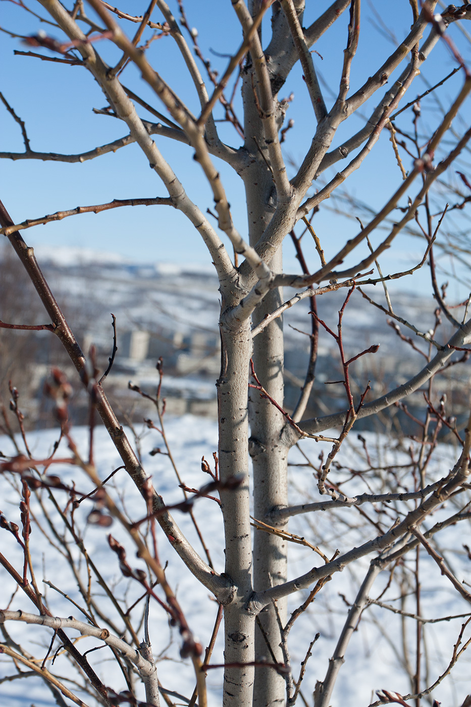 Изображение особи Salix caprea.