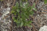 Salix saxatilis