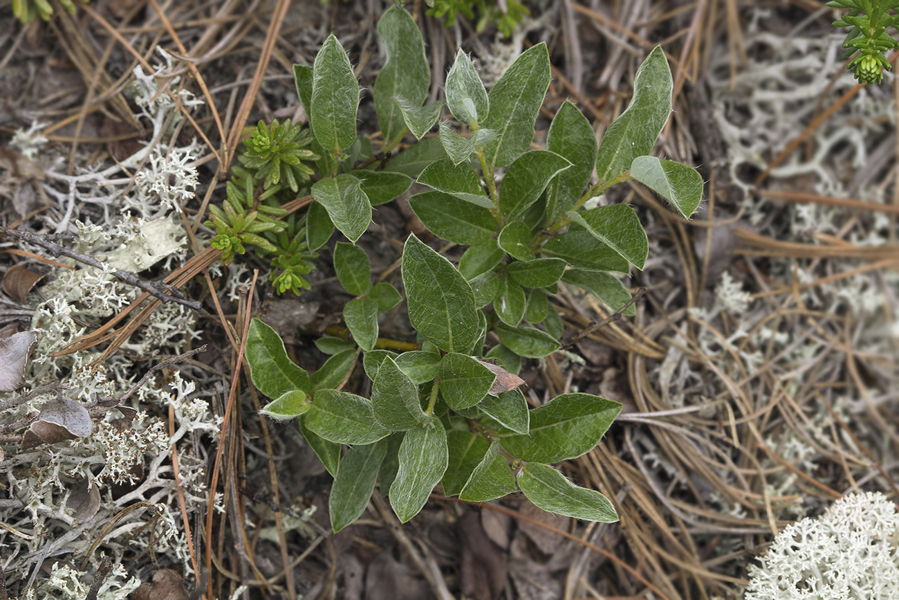 Изображение особи Salix saxatilis.
