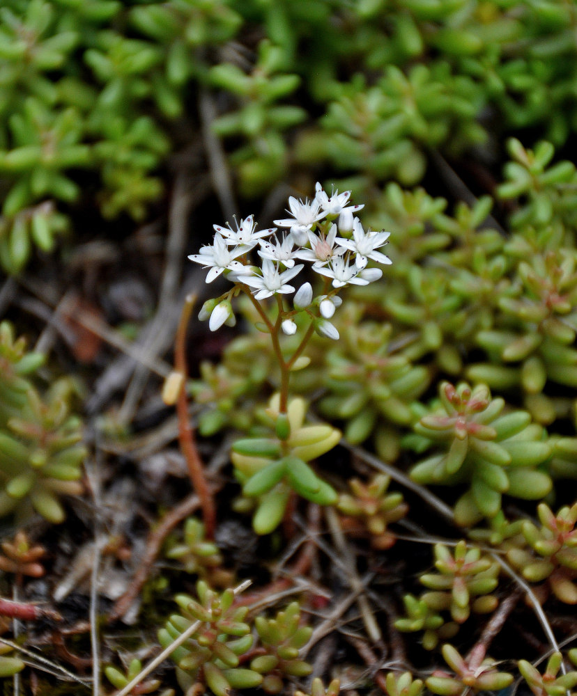 Изображение особи Sedum album.