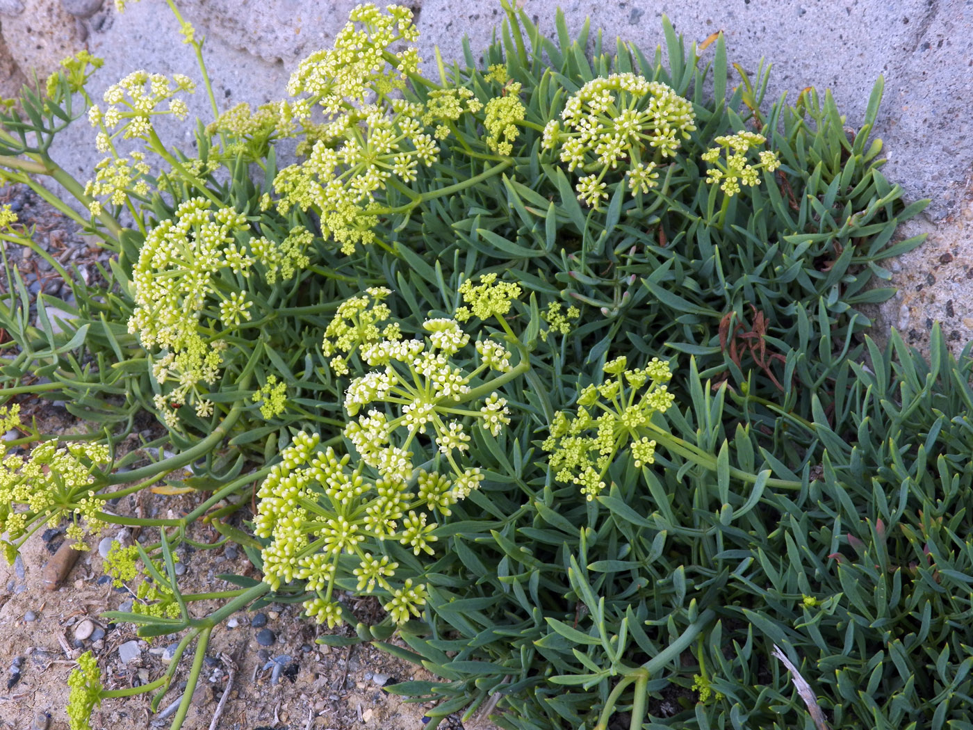 Изображение особи Crithmum maritimum.