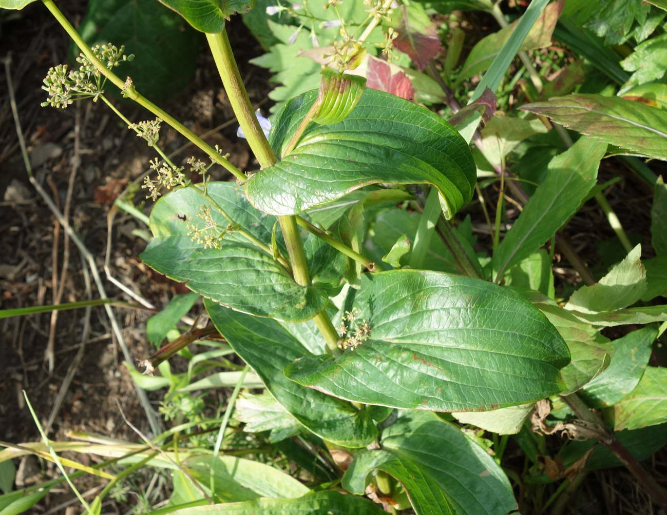 Image of Bupleurum longiradiatum specimen.