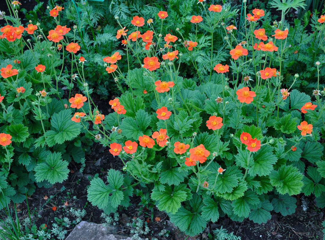 Image of Geum quellyon specimen.