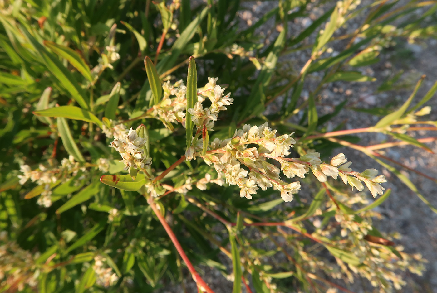 Изображение особи Aconogonon angustifolium.