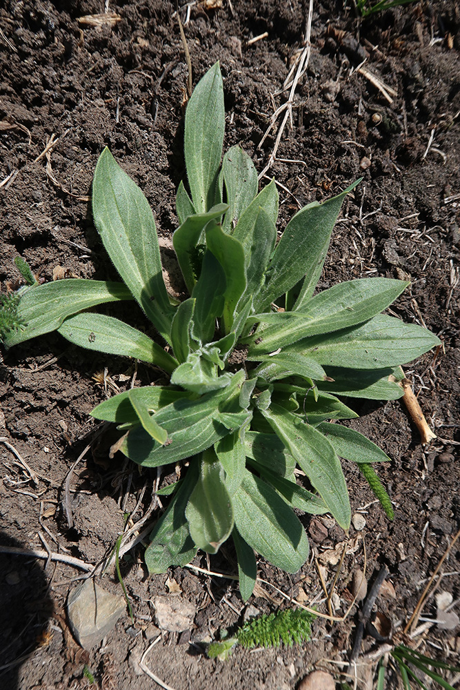 Image of Melandrium album specimen.