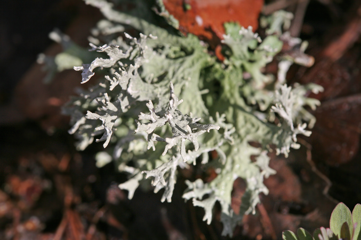 Изображение особи Evernia prunastri.