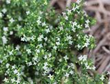 Galium humifusum