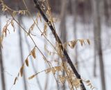 Vicia sylvatica