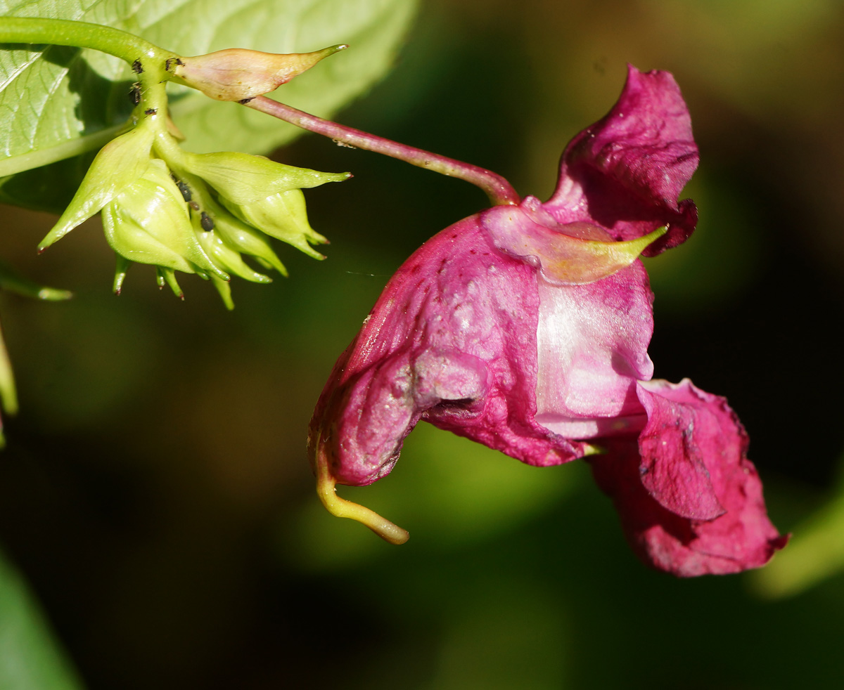 Image of Impatiens glandulifera specimen.