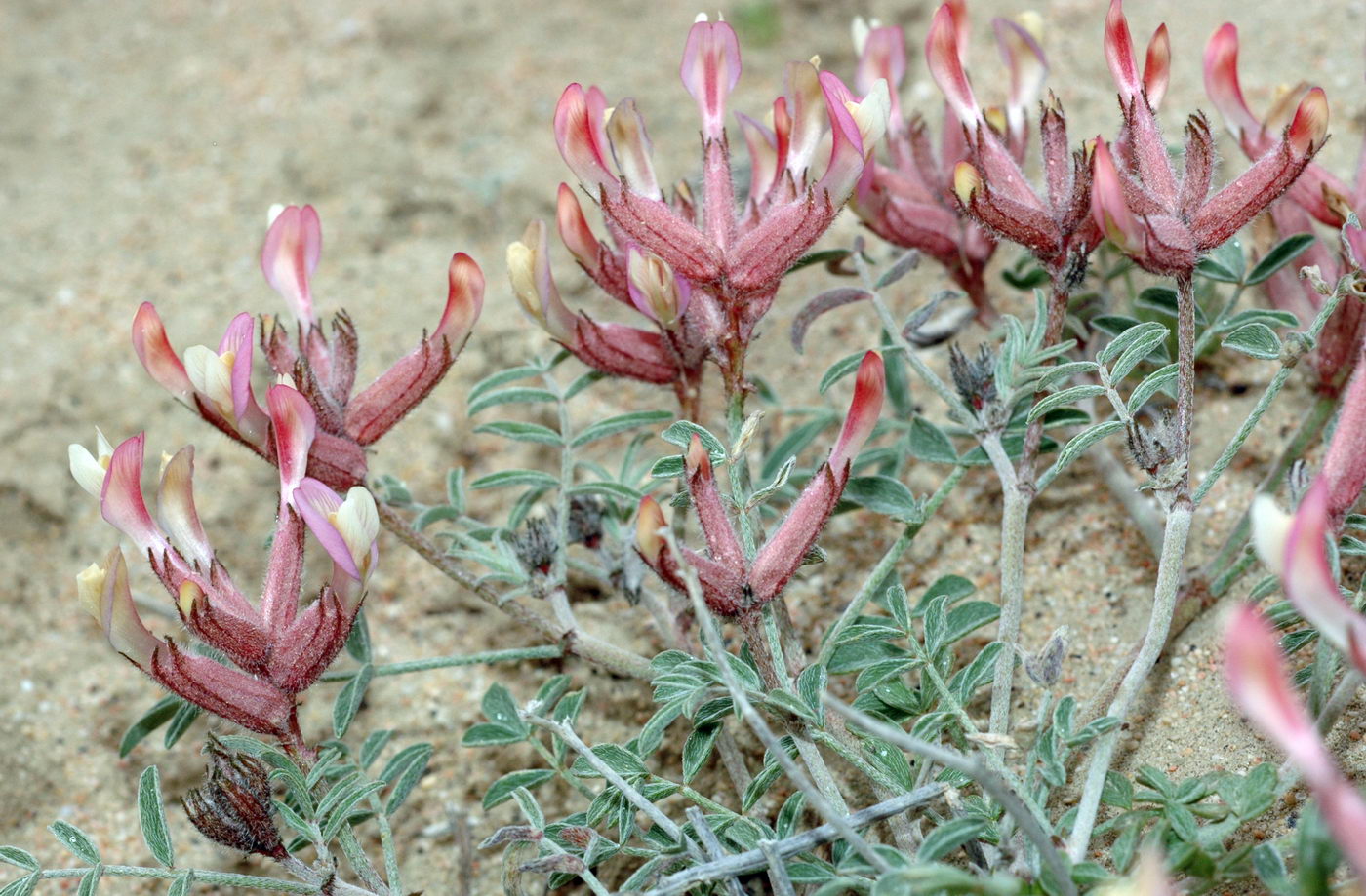 Image of Astragalus erioceras specimen.