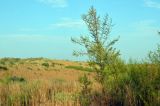 Artemisia arenaria