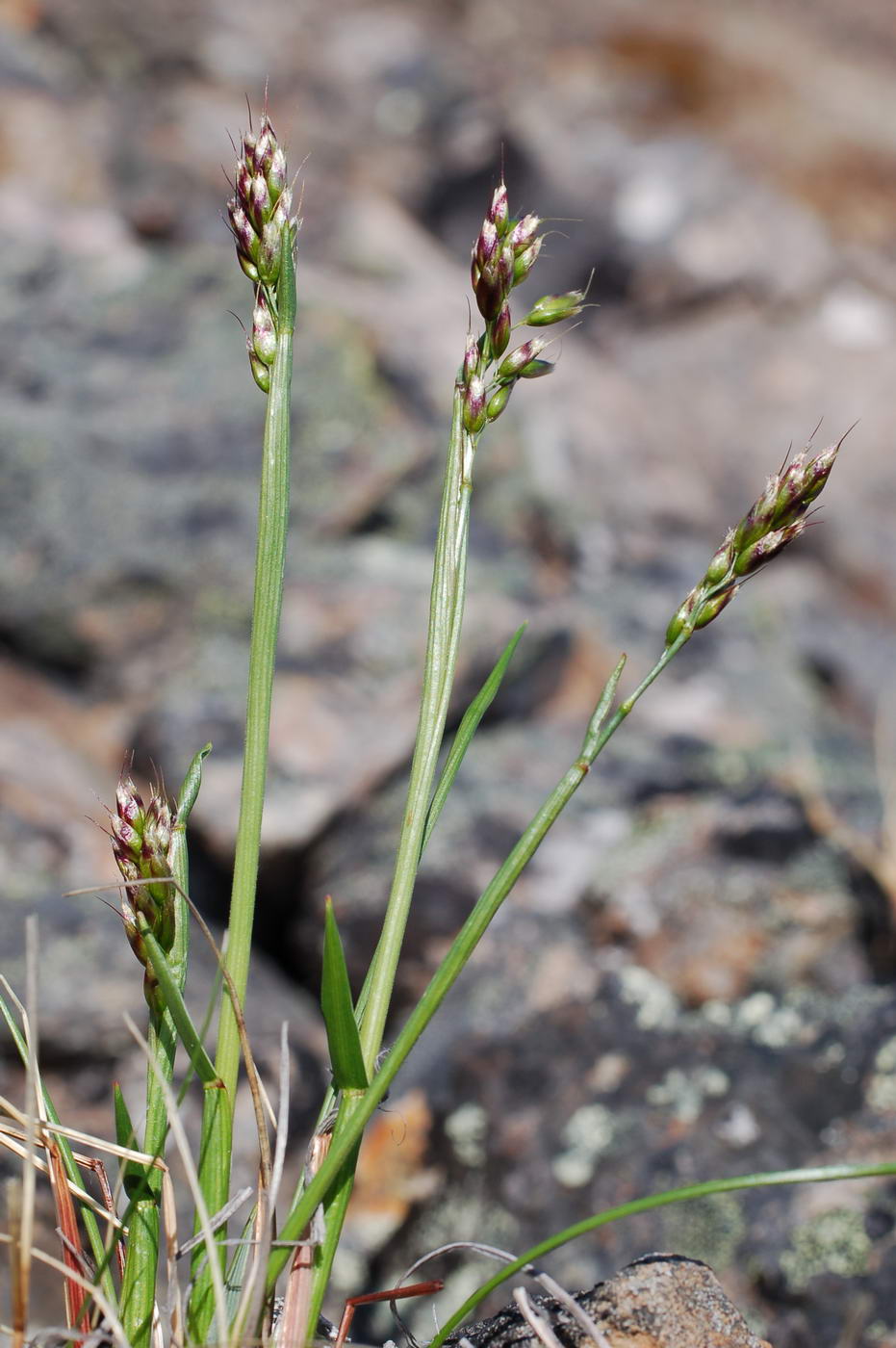 Image of Hierochloe alpina specimen.