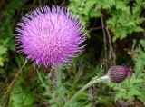 Cirsium maackii. Соцветие. Приморский край, Владивостокский ГО, о. Рикорда, южный водораздельный уч., разнотравный луг. 03.08.2019.