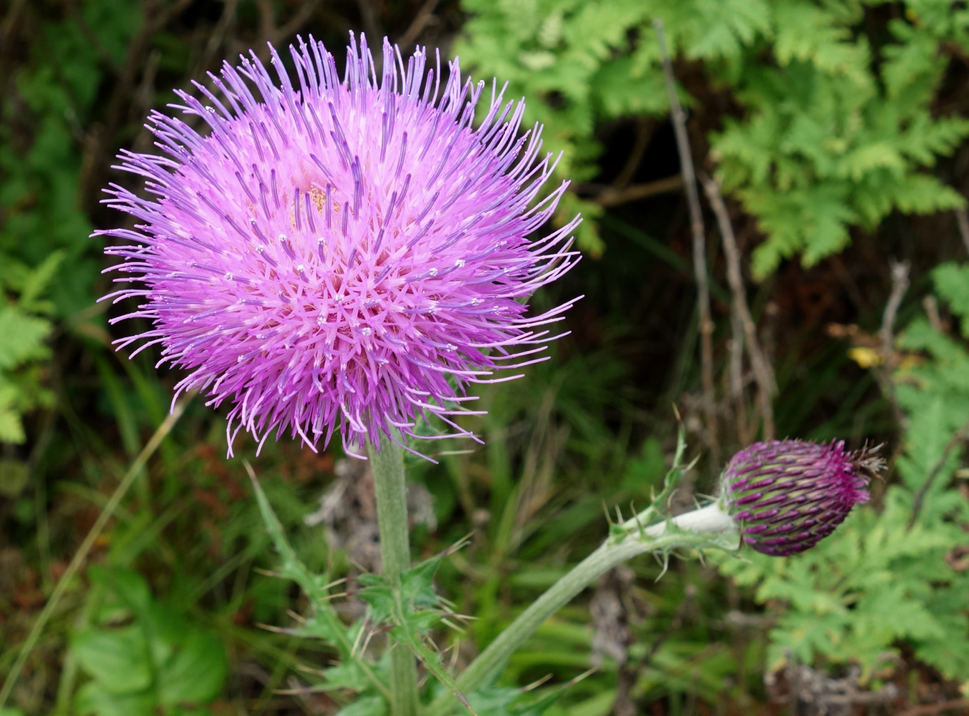 Изображение особи Cirsium maackii.