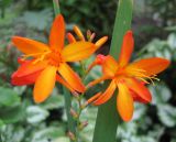 Crocosmia × crocosmiiflora. Цветки. Санкт-Петербург, клумба. 18 августа 2010 г.