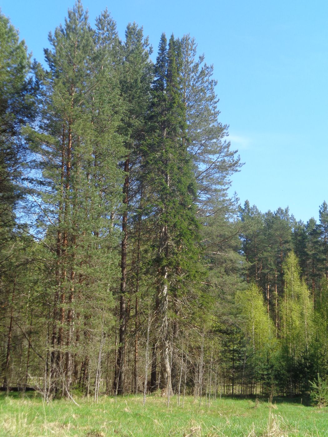 Image of Abies sibirica specimen.