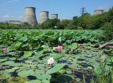 Nelumbo komarovii