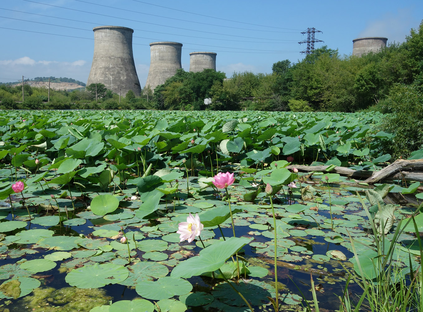 Изображение особи Nelumbo komarovii.